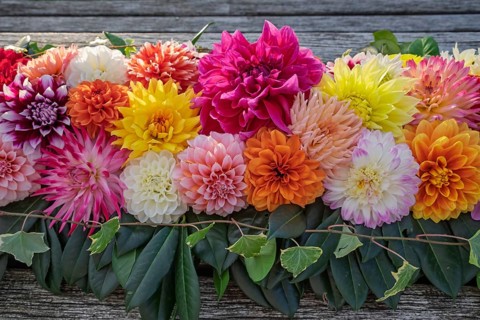 Arrangement of colourful dahlias (Dahlia) as decoration on a wooden table, Münsterland, North