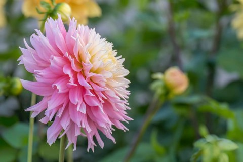Deer antler dahlia, Just Married variety, Münsterland, North Rhine-Westphalia, Germany