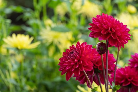 Dahlia, red, Münsterland, North Rhine-Westphalia, Germany