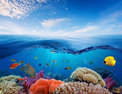 Scuba diver diving over coral tropical reef, with colorful sea fish beautiful ocean ecosystem, AI