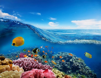 Scuba diver diving over coral tropical reef, with colorful sea fish beautiful ocean ecosystem, AI