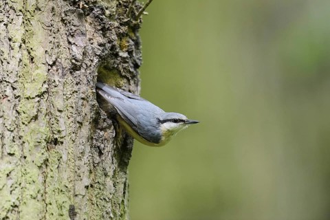 Nuthatch (Sitta europaea) at the breeding den, North Rhine-Westphalia, Germany