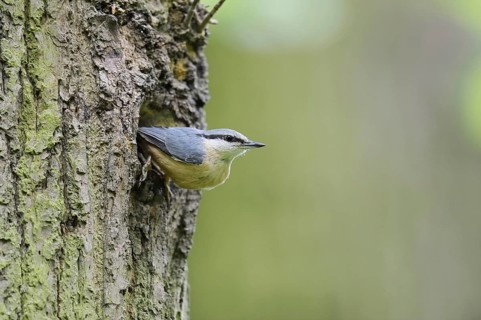 Nuthatch (Sitta europaea) at the breeding den, North Rhine-Westphalia, Germany