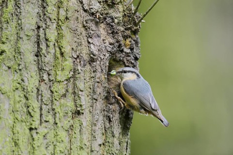 Nuthatch (Sitta europaea) at the breeding den, North Rhine-Westphalia, Germany