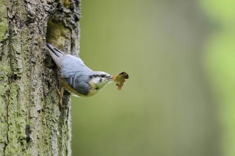 Nuthatch (Sitta europaea) at the breeding den, North Rhine-Westphalia, Germany