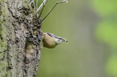 Nuthatch (Sitta europaea) at the breeding den, North Rhine-Westphalia, Germany