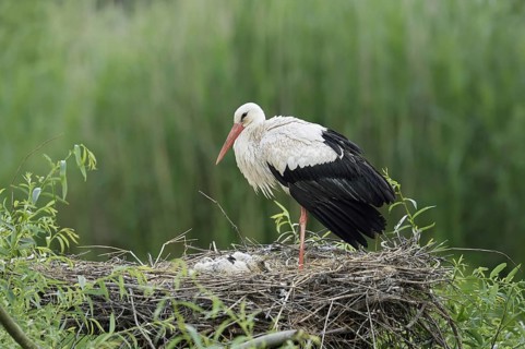 White stork (Ciconia ciconia) with chicks in the nest, North Rhine-Westphalia, Germany