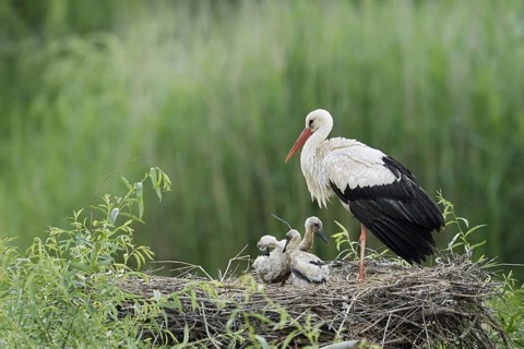 White stork (Ciconia ciconia) with chicks in the nest, North Rhine-Westphalia, Germany
