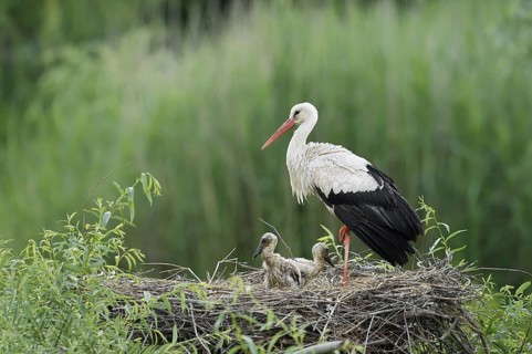 White stork (Ciconia ciconia) with chicks in the nest, North Rhine-Westphalia, Germany
