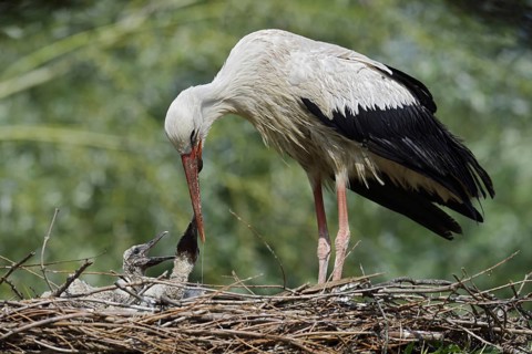 White stork (Ciconia ciconia) feeding chicks in the nest, North Rhine-Westphalia, Germany