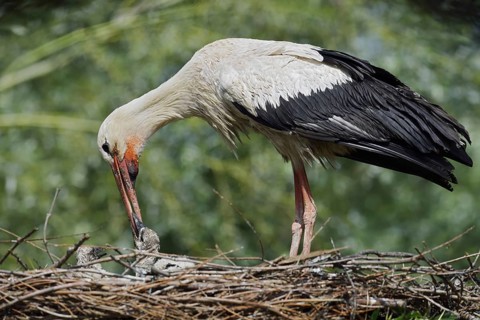 White stork (Ciconia ciconia) feeding chicks in the nest, North Rhine-Westphalia, Germany