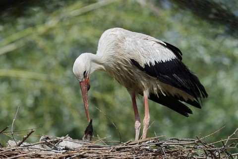 White stork (Ciconia ciconia) feeding chicks in the nest, North Rhine-Westphalia, Germany