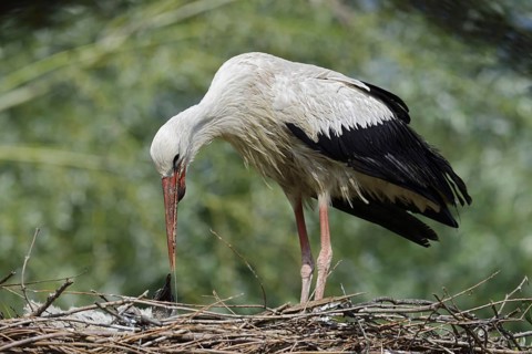 White stork (Ciconia ciconia) feeding chicks in the nest, North Rhine-Westphalia, Germany