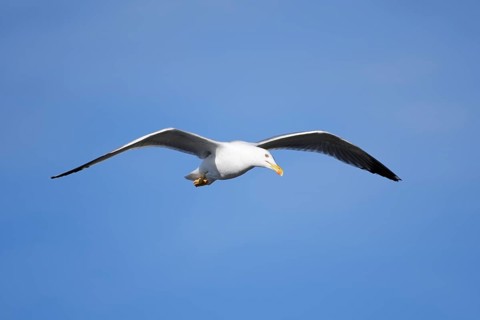 Mediterranean Gull (Larus michahellis) flying, Algarve, Portugal