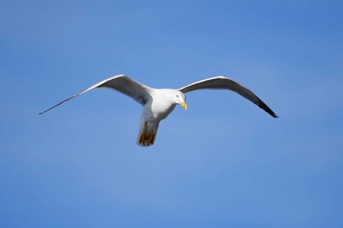 Mediterranean Gull (Larus michahellis) flying, Algarve, Portugal
