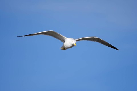 Mediterranean Gull (Larus michahellis) flying, Algarve, Portugal