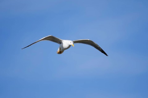 Mediterranean Gull (Larus michahellis) flying, Algarve, Portugal