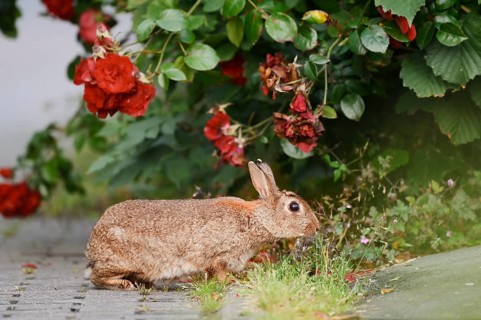 Wild rabbit (Oryctolagus cuniculus) on a shrub rose (Rosa) in a park, North Rhine-Westphalia,