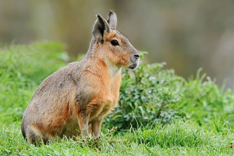 Patagonian Mara or Great Mara (Dolichotis patagonum), captive, occurrence in Argentina