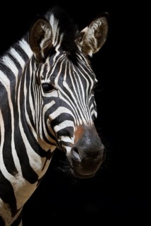 Chapman's plains zebra (Equus quagga chapmani, Equus burchellii chapmani), portrait, captive,