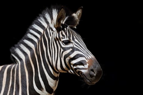 Chapman's plains zebra (Equus quagga chapmani, Equus burchellii chapmani), portrait, captive,