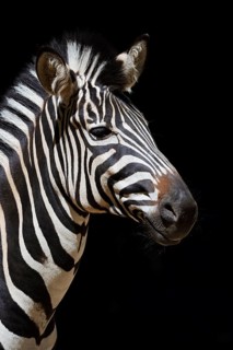 Chapman's plains zebra (Equus quagga chapmani, Equus burchellii chapmani), portrait, captive,