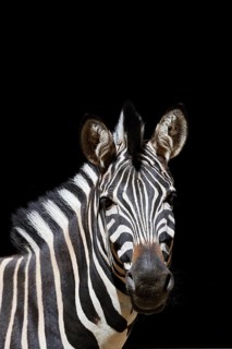 Chapman's plains zebra (Equus quagga chapmani, Equus burchellii chapmani), portrait, captive,