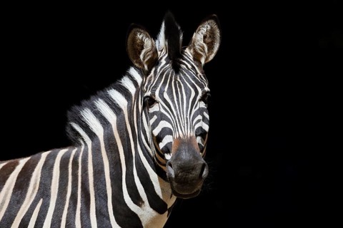 Chapman's plains zebra (Equus quagga chapmani, Equus burchellii chapmani), portrait, captive,