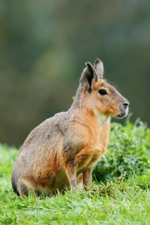 Patagonian Mara or Great Mara (Dolichotis patagonum), captive, occurrence in Argentina