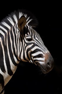 Chapman's plains zebra (Equus quagga chapmani, Equus burchellii chapmani), portrait, captive,