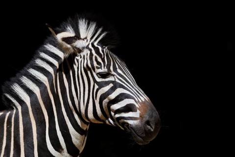 Chapman's plains zebra (Equus quagga chapmani, Equus burchellii chapmani), portrait, captive,