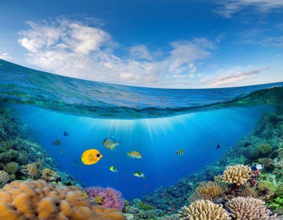 Scuba diver diving over coral tropical reef, with colorful sea fish beautiful ocean ecosystem, AI