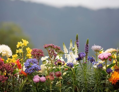 A variety of colorful wildflowers flourish on a hillside against a blurred mountainous backdrop.