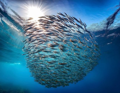 Vivid underwater view of a fish school forming a natural pattern in clear blue ocean water,