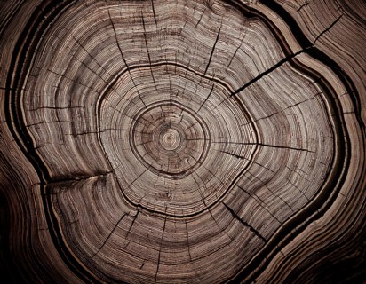 Detailed view of a tree cross-section highlighting its growth rings. Ideal for illustrating