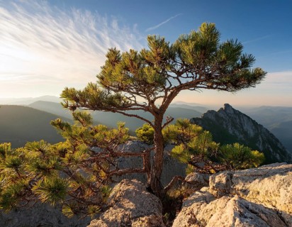 A solitary tree thriving between rocky formations at sunset. Capturing resilience, nature, and