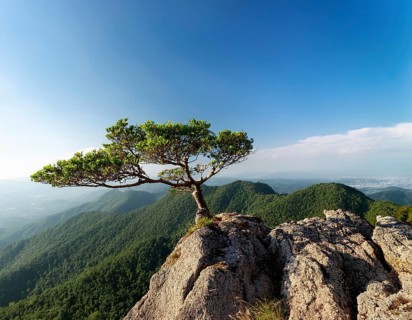 A solitary tree thriving between rocky formations at sunset. Capturing resilience, nature, and