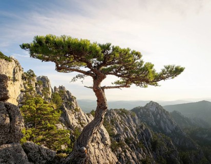 A solitary tree thriving between rocky formations at sunset. Capturing resilience, nature, and