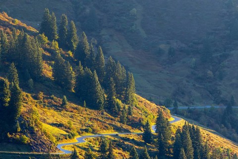 View from the Furkajoch to the pass road, spruce trees (Picea) on the mountainside, pine trees