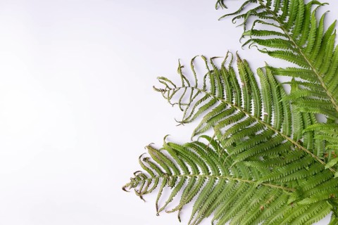 Fern leaves on white background space for text