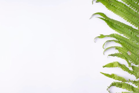 Half fern leaf on white background space for text