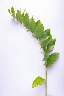 Kupena - a garden plant on a white background
