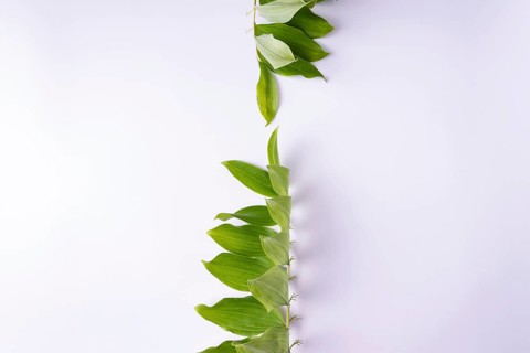 Kupena - a garden plant on a white background