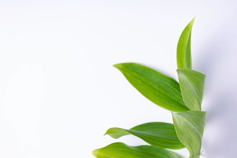 Kupena - a garden plant on a white background close up