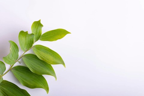 Branch of a garden plant on a white background