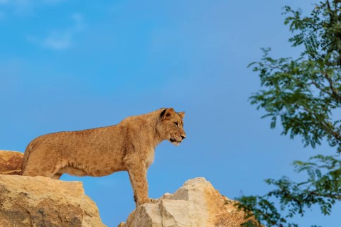 A young female lion (Panthera leo) stands on a rocky hill on a sunny day, observing something.