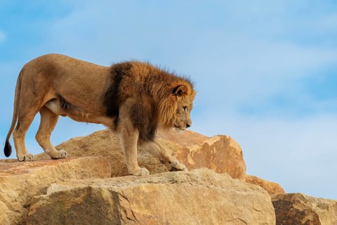A big male lion (Panthera leo) walks across a rocky hill on a sunny day. Captive