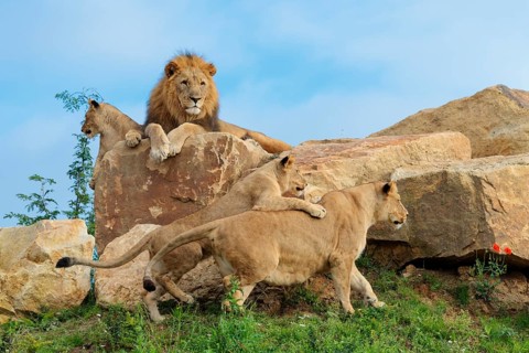 A female lion cub (Panthera leo) plays with her mother on a rocky hill on a sunny day, observed by