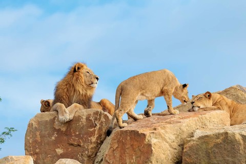 A small pride of lions (Panthera leo) rests on a rocky hill on a sunny day. Captive