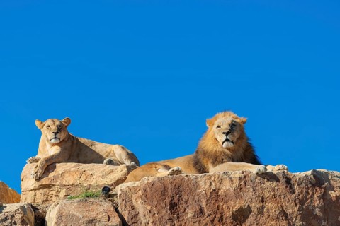 Two adult lions, a male and female (Panthera leo) rest on a rocky hill on a sunny day, observing